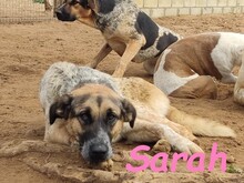 SARAH, Hund, Mischlingshund in Spanien - Bild 8