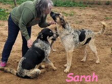 SARAH, Hund, Mischlingshund in Spanien - Bild 9