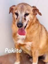 PAKITO, Hund, Podenco-Mix in Spanien - Bild 11