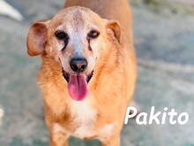 PAKITO, Hund, Podenco-Mix in Spanien - Bild 12