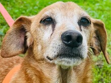 PAKITO, Hund, Podenco-Mix in Spanien - Bild 3