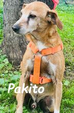 PAKITO, Hund, Podenco-Mix in Spanien - Bild 4