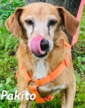 PAKITO, Hund, Podenco-Mix in Spanien - Bild 5