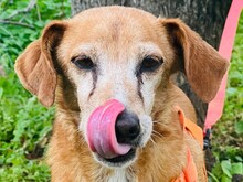 PAKITO, Hund, Podenco-Mix in Spanien - Bild 6