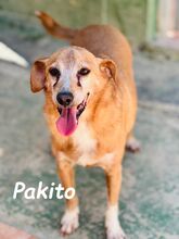 PAKITO, Hund, Podenco-Mix in Spanien - Bild 7