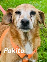 PAKITO, Hund, Podenco-Mix in Spanien - Bild 8