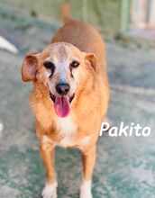 PAKITO, Hund, Podenco-Mix in Spanien - Bild 9