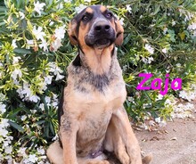 ZAJA, Hund, Mischlingshund in Spanien - Bild 11