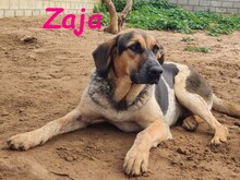 ZAJA, Hund, Mischlingshund in Spanien - Bild 15