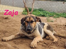 ZAJA, Hund, Mischlingshund in Spanien - Bild 17