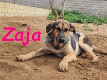 ZAJA, Hund, Mischlingshund in Spanien - Bild 18