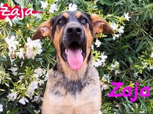 ZAJA, Hund, Mischlingshund in Spanien - Bild 21