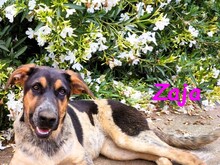 ZAJA, Hund, Mischlingshund in Spanien - Bild 22