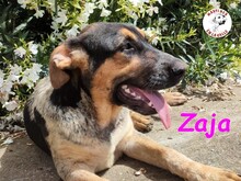 ZAJA, Hund, Mischlingshund in Spanien - Bild 25