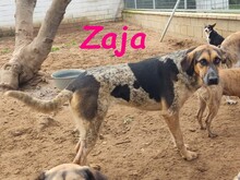 ZAJA, Hund, Mischlingshund in Spanien - Bild 4