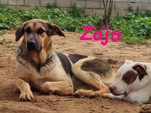 ZAJA, Hund, Mischlingshund in Spanien - Bild 7