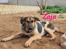 ZAJA, Hund, Mischlingshund in Spanien - Bild 8