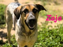 ZAJA, Hund, Mischlingshund in Köln