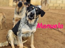 MANUELA, Hund, Mischlingshund in Spanien - Bild 1