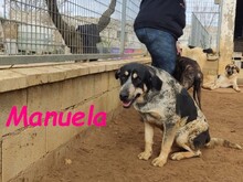 MANUELA, Hund, Mischlingshund in Spanien - Bild 11