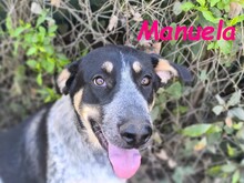 MANUELA, Hund, Mischlingshund in Spanien - Bild 13