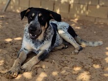 MANUELA, Hund, Mischlingshund in Spanien - Bild 18