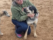 MANUELA, Hund, Mischlingshund in Spanien - Bild 2