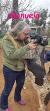 MANUELA, Hund, Mischlingshund in Spanien - Bild 20