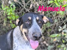 MANUELA, Hund, Mischlingshund in Spanien - Bild 21