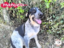 MANUELA, Hund, Mischlingshund in Spanien - Bild 22