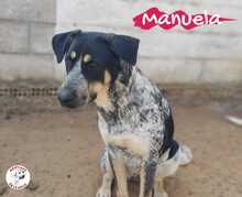 MANUELA, Hund, Mischlingshund in Spanien - Bild 23