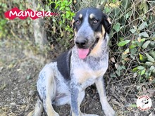 MANUELA, Hund, Mischlingshund in Spanien - Bild 24