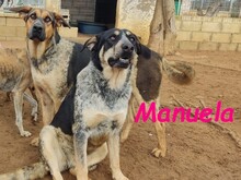 MANUELA, Hund, Mischlingshund in Spanien - Bild 4