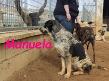 MANUELA, Hund, Mischlingshund in Spanien - Bild 9