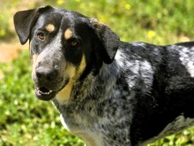 MANUELA, Hund, Mischlingshund in Heroldsbach
