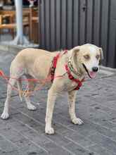 LYNN, Hund, Mischlingshund in Velbert - Bild 2