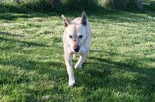 PACO, Hund, Mischlingshund in Gerolstein - Bild 10