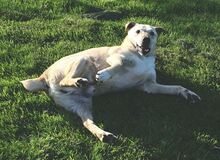 PACO, Hund, Mischlingshund in Gerolstein - Bild 11