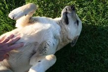 PACO, Hund, Mischlingshund in Gerolstein - Bild 12