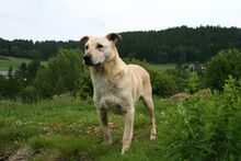 PACO, Hund, Mischlingshund in Gerolstein - Bild 14