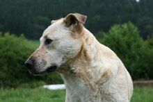 PACO, Hund, Mischlingshund in Gerolstein - Bild 15