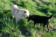 PACO, Hund, Mischlingshund in Gerolstein - Bild 16
