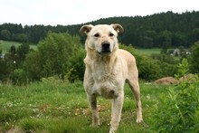 PACO, Hund, Mischlingshund in Gerolstein - Bild 17