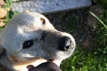 PACO, Hund, Mischlingshund in Gerolstein - Bild 9