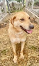 ZION, Hund, Mischlingshund in Rumänien - Bild 5