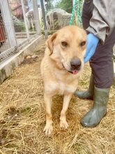 ZION, Hund, Mischlingshund in Rumänien - Bild 6