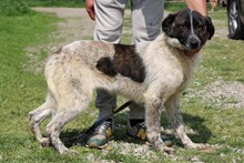 KYRANA, Hund, Mischlingshund in Rumänien - Bild 4