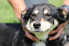 RIRKA, Hund, Hütehund-Mix in Lohra-Reimershausen - Bild 1