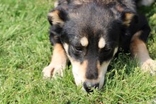 RIRKA, Hund, Hütehund-Mix in Lohra-Reimershausen - Bild 2