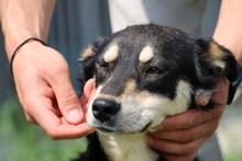 RIRKA, Hund, Hütehund-Mix in Lohra-Reimershausen - Bild 3